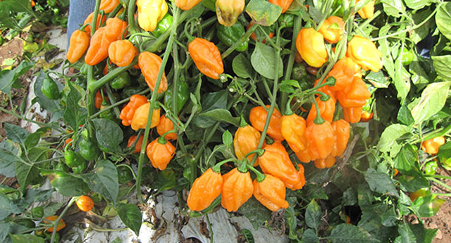 chili-plant-example-01.jpg