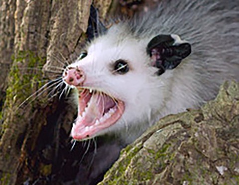 opossum-06jpg-c732beeaee02e10f.jpg