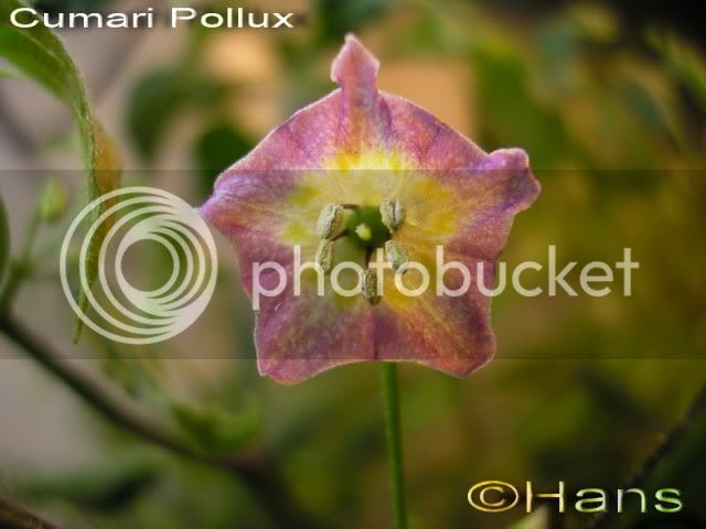 polluxflower.jpg