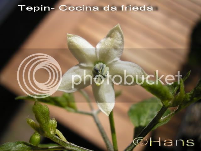tepincocinaflower.jpg